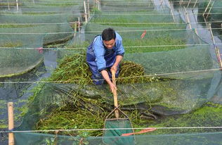 百度蜘蛛池咨询:出租蜘蛛池，高效养殖新选择，助力农业现代化