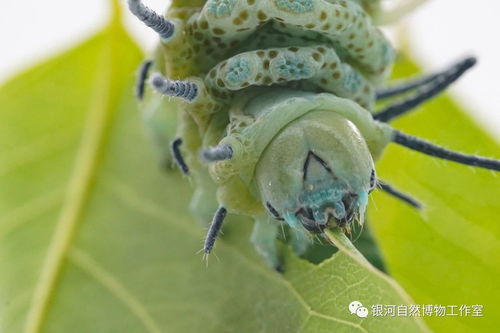 百度蜘蛛池价格:蜘蛛池蚕蛾，大自然的奇妙共生现象