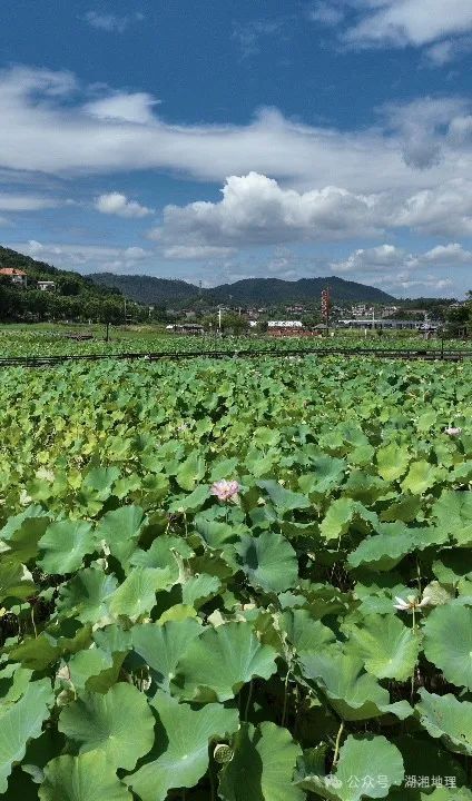 百度蜘蛛池价格:洪湖蜘蛛池，探寻神秘生物的生态家园